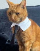 Mr Toby Bimscims