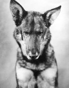 Grootschalige poster van Rin Tin Tin