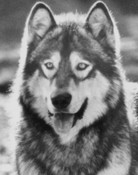 Jed the Wolfdog