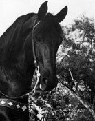 Black Jack