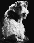 Skippy