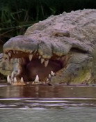 Gustave the Crocodile