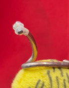 de worm