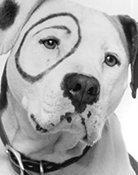 Petey