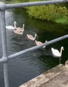Geese