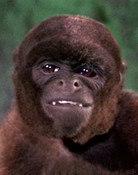 The Woolly Monkey