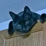 jonnieblack