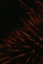 Sea Urchins
