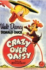 Crazy Over Daisy