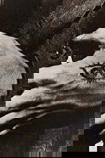 The Scar