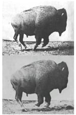 Buffalo Running