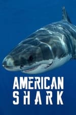 American Shark