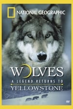 Wolves: A Legend Returns to Yellowstone