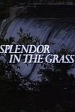 Splendor in the Grass