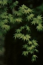 Young Pines