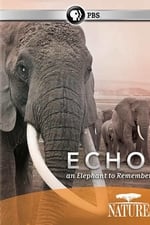 Nature: Echo An Elephant to Remember