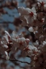 Sakura, Sakura