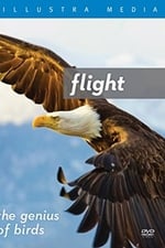 Flight: The Genius of Birds