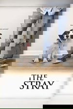 The Stray