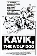 Kavik the Wolf Dog