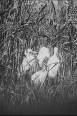 Poster de la película Egrets