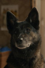 Poster de la película Ici Azor