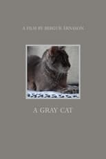 Poster de la película A gray cat