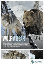 Poster de la película Wolf vs Bear