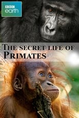 Poster de la película The secret life of Primates