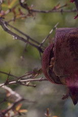 Poster de la película The House with the Pomegranates