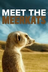 Poster de la película Meet the Meerkats
