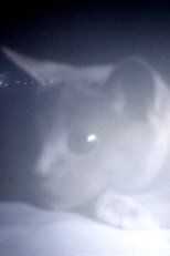 Poster de la película Somos animales