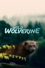 Poster de la película Wild Wolverine