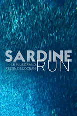 Poster de la película Sardine Run, le plus grand festin de l'océan
