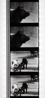 Poster de la película Tant qu'il y aura des bêtes