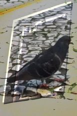 Poster de la película não tenho dormido muito mas continuo sonhando a cada piscada