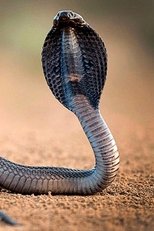 Poster de la película One Million Snake Bites