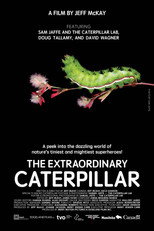 Poster de la película The Extraordinary Caterpillar