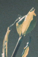 Poster de la película Early Summer