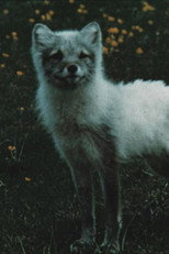 Poster de la película The Fox Makes a Den in the Scree