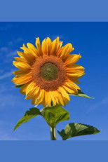 Poster de la película Yellow Valley Gardens