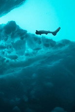 Sharks of the Icy North