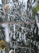 Poster de la película Maelstrom