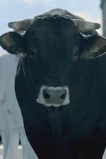 Poster de la película The Bull