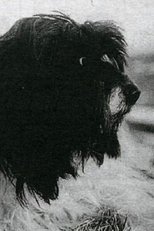 Poster de la película Seppi