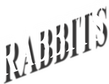 Logo Rabbits