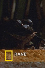 Poster de la película Fearsome Frogs