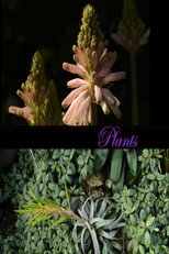 Poster de la película Plants