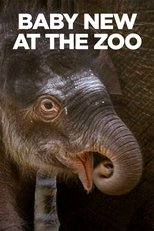 Poster de la película Baby New at the Zoo