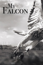 Poster de la película My Falcon